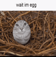 Egg Cat GIF