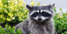 a raccoon is sitting in a bush with a blurry background