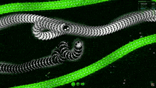a black and white snake is surrounded by green lines