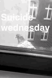 a pigeon is looking out of a window with the words suicide wednesday written above it