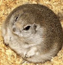 a small squirrel is sitting in a pile of wood shavings