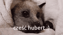 Czesc Hubert Hubert GIF - Czesc Hubert Hubert Czesc GIFs