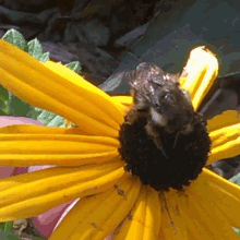 Bee Flower GIF