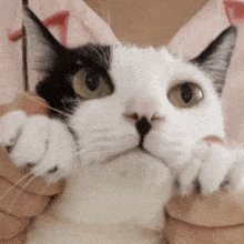 a person is holding a black and white cat in their hands