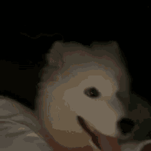 a white dog is laying on a bed with its tongue out .