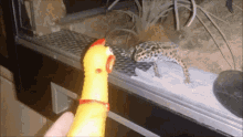 Rubber Chicken Gecko GIF - Rubber Chicken Gecko Leopard Gecko GIFs