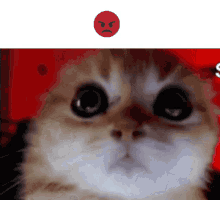 Cat Angry GIF - Cat Angry Cute GIFs