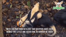 a zooborns ad shows a couple of animals playing