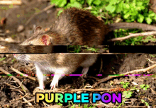 Purplepon Sashanikitich GIF - Purplepon Sashanikitich Pon GIFs