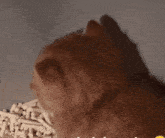 Cat Cat Cry GIF - Cat Cat Cry Cat Crying GIFs