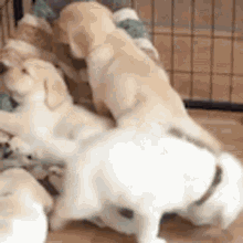 Puppies Dog GIF - Puppies Dog Sleep GIFs