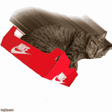a cat is laying on top of a red box that says nike