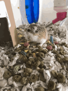 Hamster Eating GIF - Hamster Eating GIFs