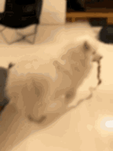 Sausage Samoyed GIF - Sausage Samoyed Drop GIFs