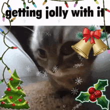 Cat-getting-jolly-with-it GIF - Cat-getting-jolly-with-it GIFs