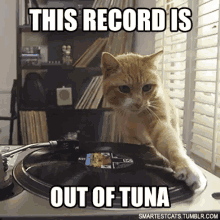 This Record Is Out Of Tuna GIF - Cat Tuna Out Of Tune GIFs