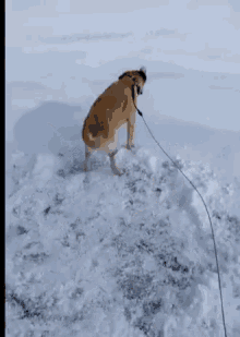 Snow Labrador GIF - Snow Labrador Daftdog GIFs