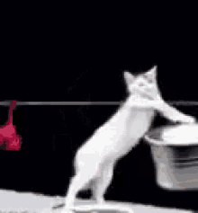 cat washing clothes funny