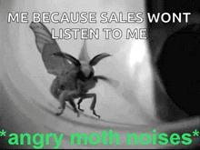 Angry Moth Angy GIF - Angry Moth Angry Moth GIFs