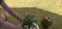 a woman in a striped shirt is sitting on the ground next to a potted plant .