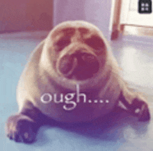 a seal is laying on the floor with the words ough written on it