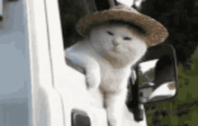 Gato Agricultor Gato Torcuato GIF - Gato Agricultor Gato Torcuato GIFs