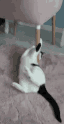 Bombelek Kot Bombel GIF - Bombelek Kot Bombel Crazy Cat GIFs