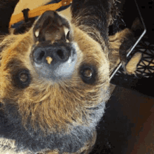 Sloth Lazy GIF - Sloth Lazy Cute GIFs