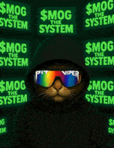 a cat wearing a hoodie and sunglasses that say pit viper