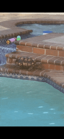 Help Drowning GIF - Help Drowning Turtle GIFs