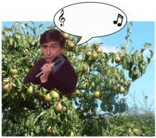 Partridge In A Pear Tree Alan Partridge GIF - Partridge In A Pear Tree Alan Partridge Xmas Jokes GIFs