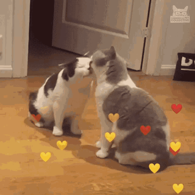 We Love Cute Cat GIFs - Reaction GIFs