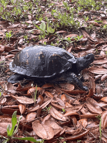 a black turtle is laying on a pile of brown leaves