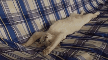 Cat Sleeping GIF - Cat Sleeping Sleep GIFs