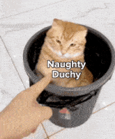 Duchy Naughty GIF - Duchy Naughty Cat GIFs