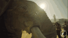 Elefante Boneco GIF - Elefante Boneco Elephant GIFs