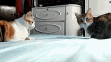 Zoey Cats GIF - Zoey Cats Cat GIFs