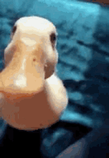 Cute Duck GIF - Cute Duck Fun GIFs