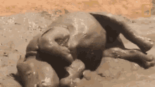 Playing In The Mud Orphaned By Poachers A Baby Rhino Makes A New Friend GIF - Playing In The Mud Orphaned By Poachers A Baby Rhino Makes A New Friend World Rhino Day GIFs