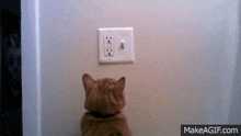 Cat Cats GIF - Cat Cats Light GIFs
