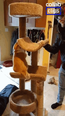 Cat Fell Down Playing With Cat GIF - Cat Fell Down Playing With Cat Pet GIFs