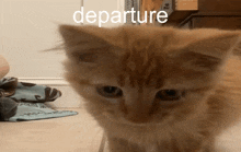 a close up of a kitten with the word departure behind it