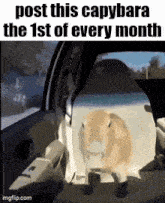 a picture of a capybara sitting in the back seat of a car