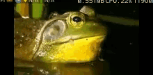 croak frog