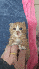 a person is holding a small orange and white kitten with their mouth open .