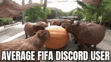 Capybara Fifa Discord GIF