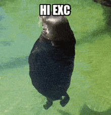 Exc Seal GIF - Exc Seal Spin GIFs