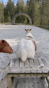a brown and white horse is sitting on a wooden bench
