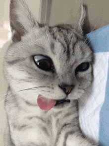 Silly Cat Blehh GIF