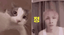 Xiaojun Cat Xiaojun Little Meow Meow GIF - Xiaojun Cat Xiaojun Little Meow Meow GIFs